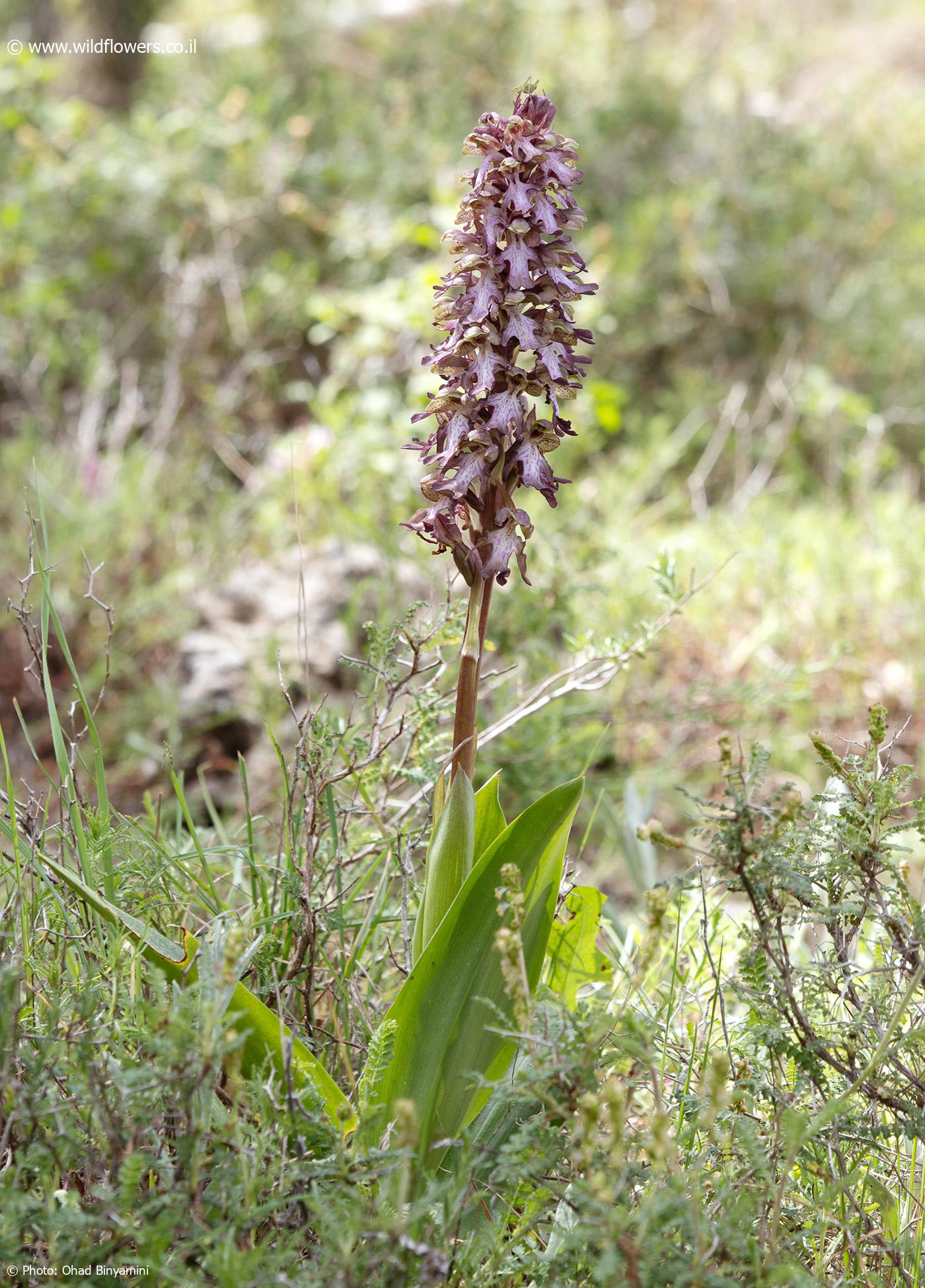 Himantoglossum  robertianum 